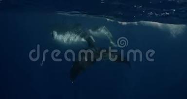 <strong>鲸鱼</strong>小牛驼背和妈妈一起在海里游泳。 巨鲸在水下。 <strong>摄影</strong>镜头